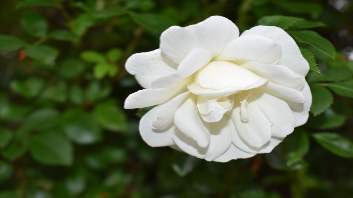 Interview: A New Book on How to Untangle and Heal from Potentially Toxic Effects of Purity Culture